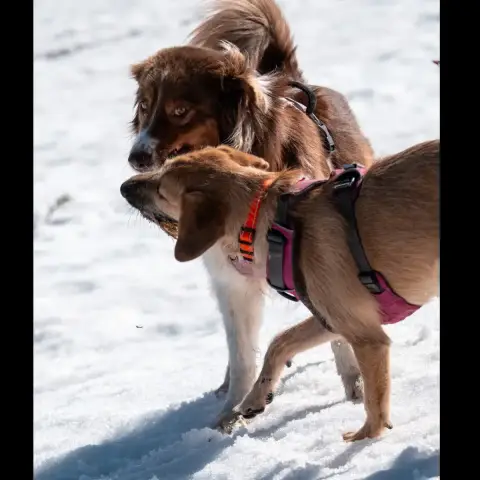 Arya photo 3