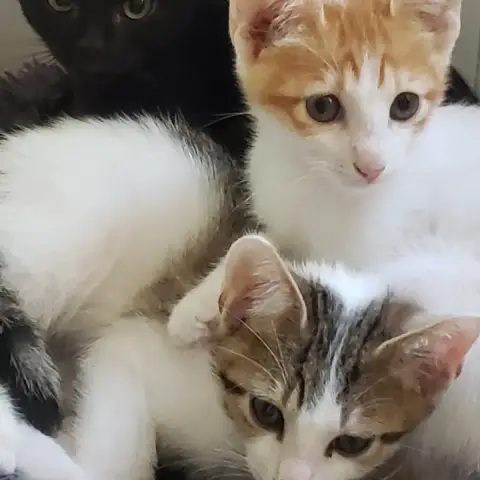 Bamba,Berlioz Et Banji