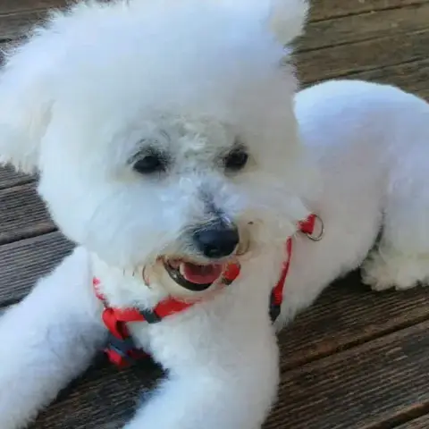 Nala photo 3