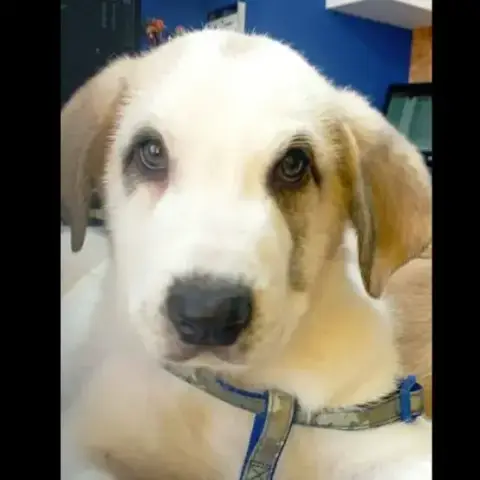 Ares