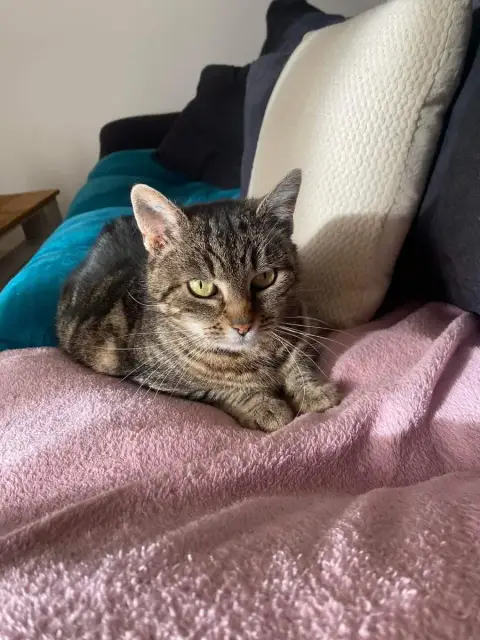 Tela