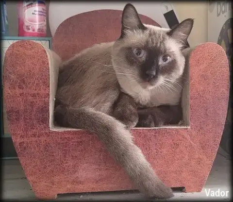 Vador