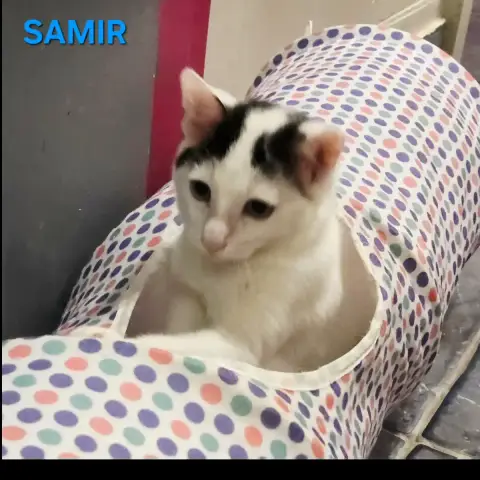 Samir
