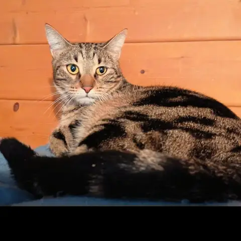 Bulbogi