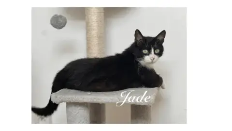 Jade photo 2
