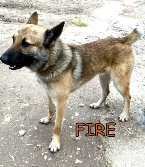 Fire