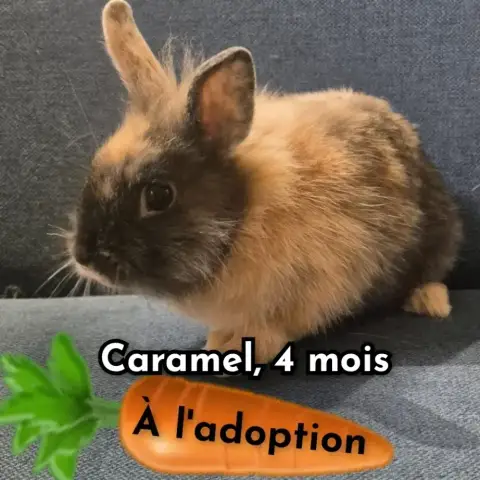 Caramel