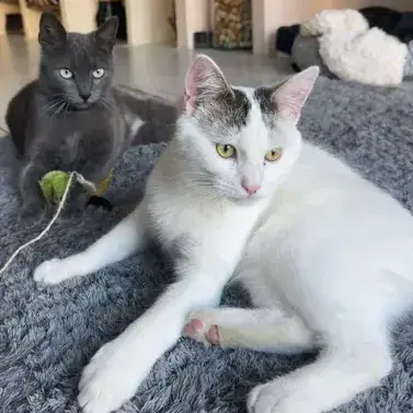 Biscuit Et Zola
