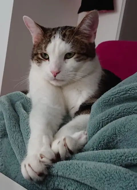 Pablo