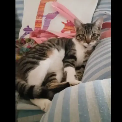 Bambino