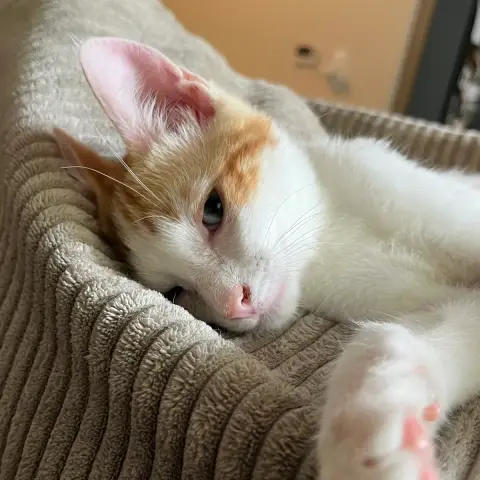 Billy