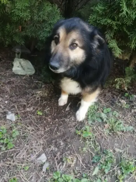 Simba photo 2