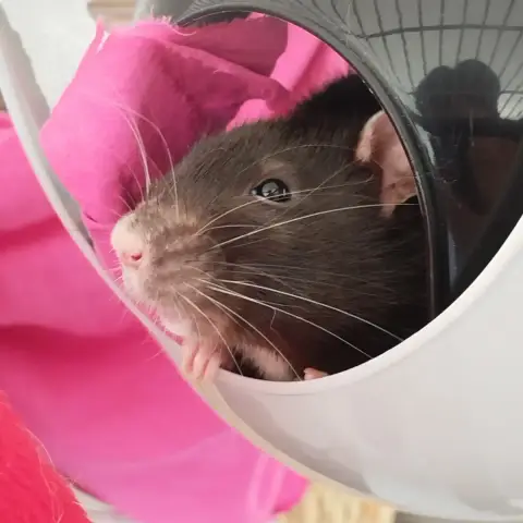 Ratatouille photo 3