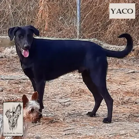 Yaco