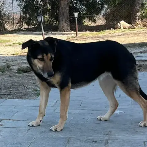 Nala photo 3