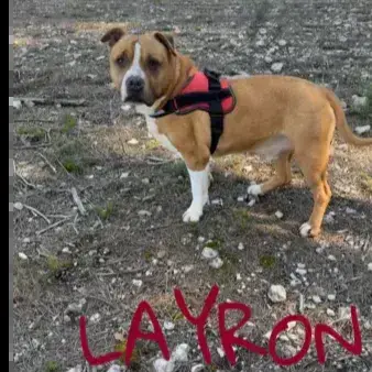 Layron