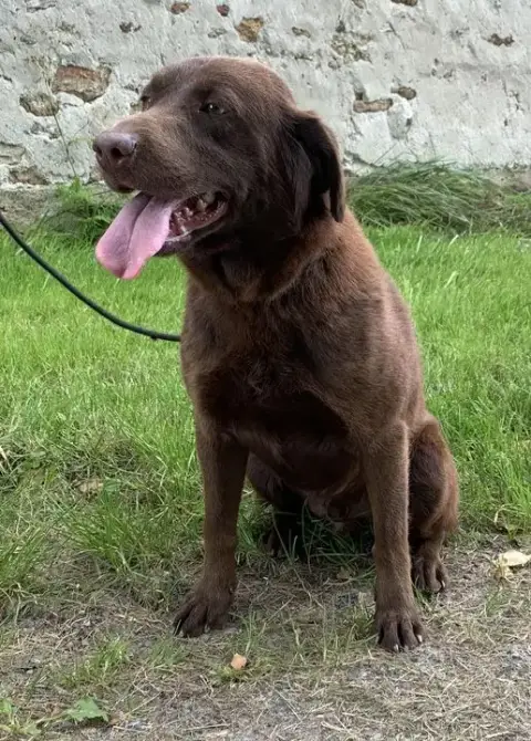 Labrador photo 3
