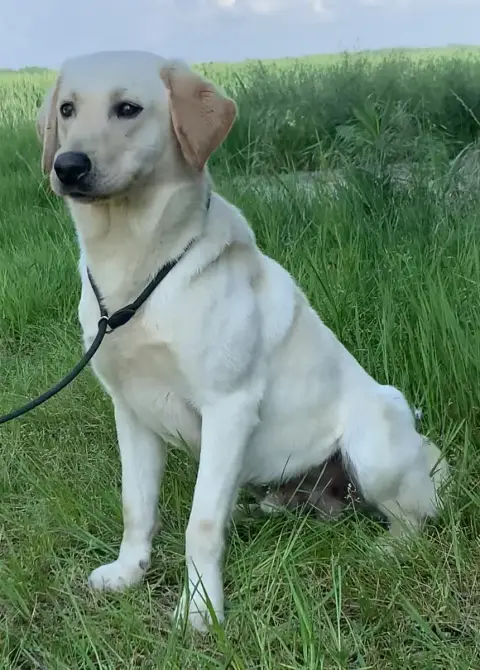 Labrador