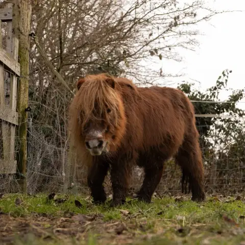 Flicka photo 2