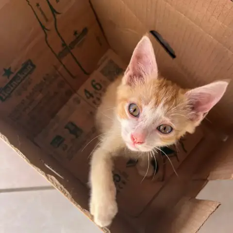 Francine