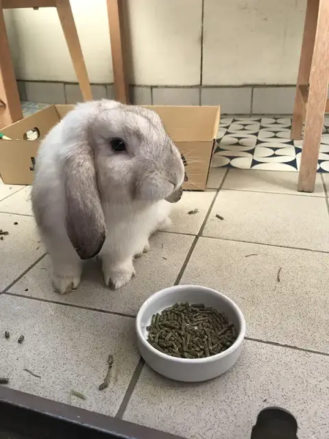 Marcel