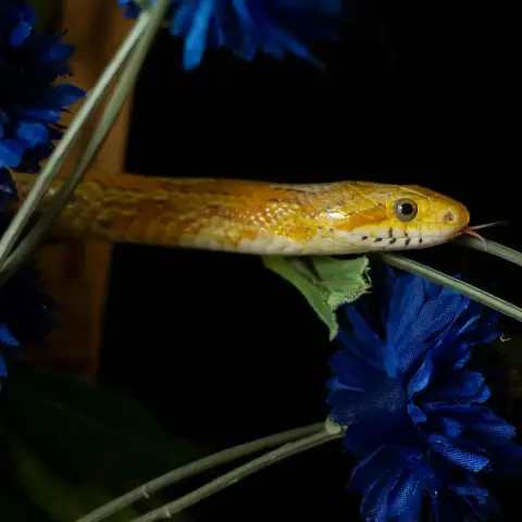 Citron