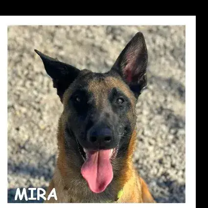 Mira