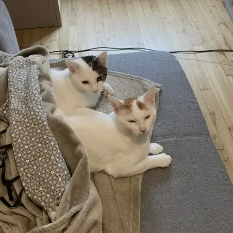 Loucky À Adopter Avec Son Frère Backy photo 3