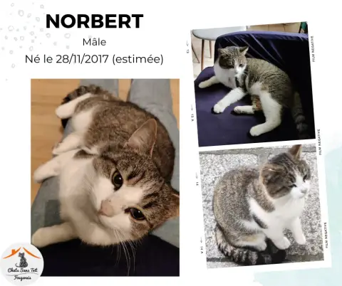 Norbert