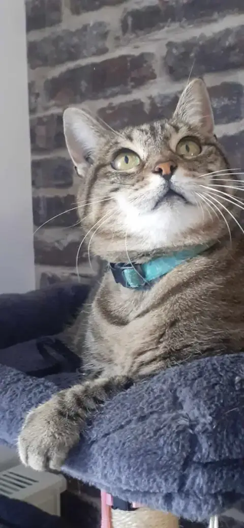 Minette