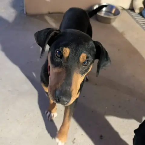 Benji
