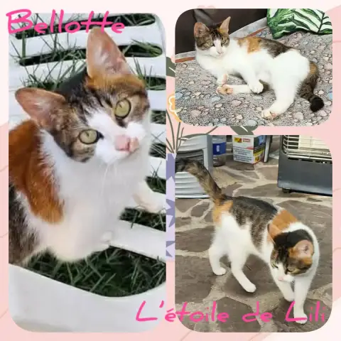 Bellotte