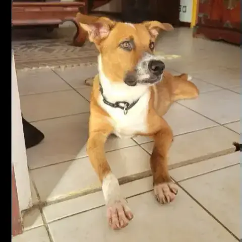 Aloka Le Beau Gosse Créole photo 3