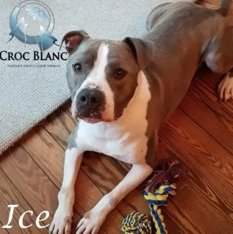Ice