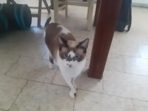 Perlina photo 3
