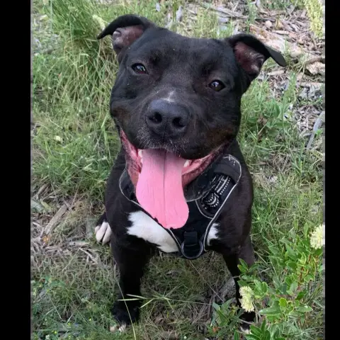 Moki