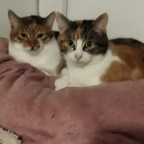 Milou Et  Sham
