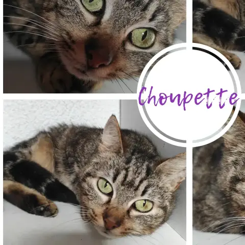 Choupette photo 2