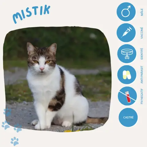 Mistik