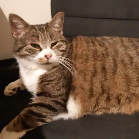 Pupuce