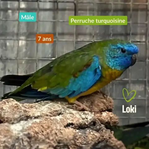 Loki photo 2