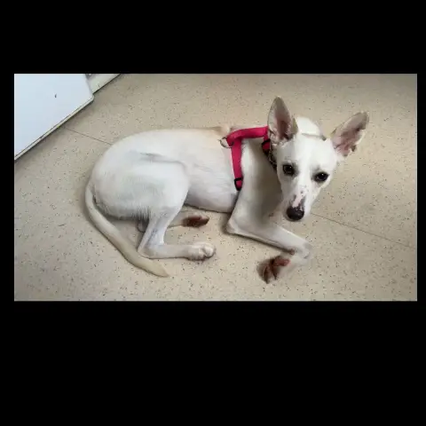 Frazer