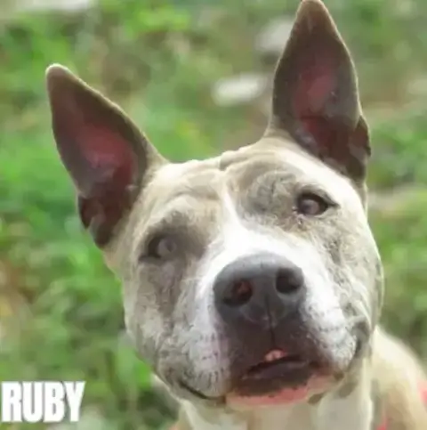 Ruby 2 photo 2