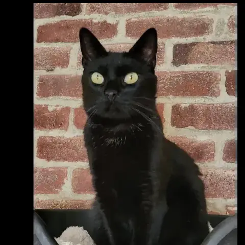 Némo