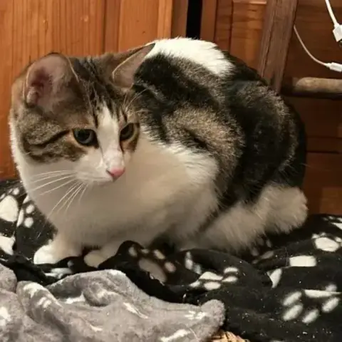 Alba