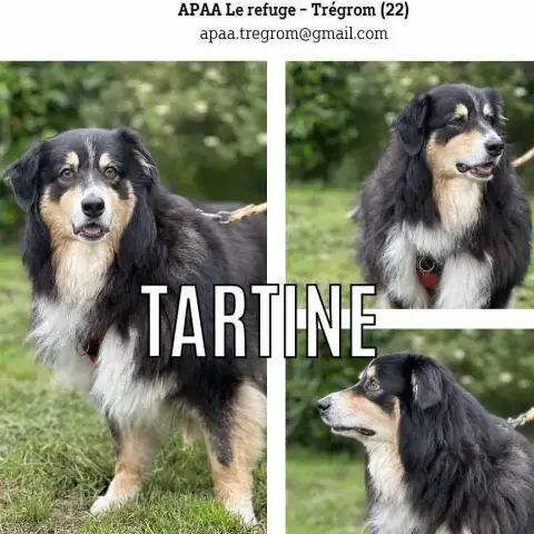 Tartine