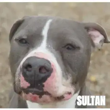 Sultan