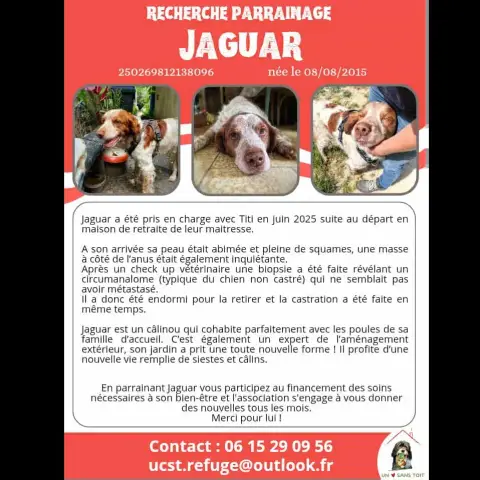 Jaguar