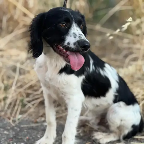 Domino photo 3