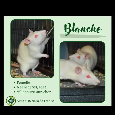 Blanche